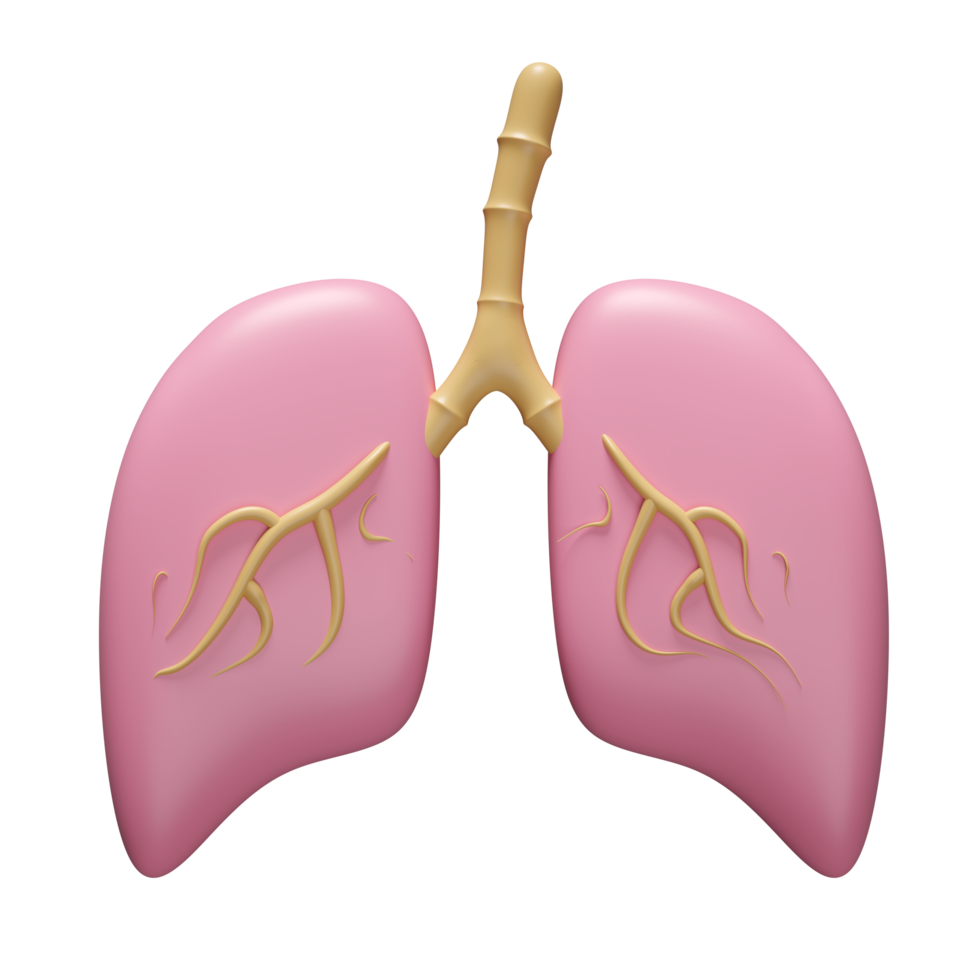 3d realistic human lung isolated. world pneumonia day, check lung health, organs concept, 3d illustration render png