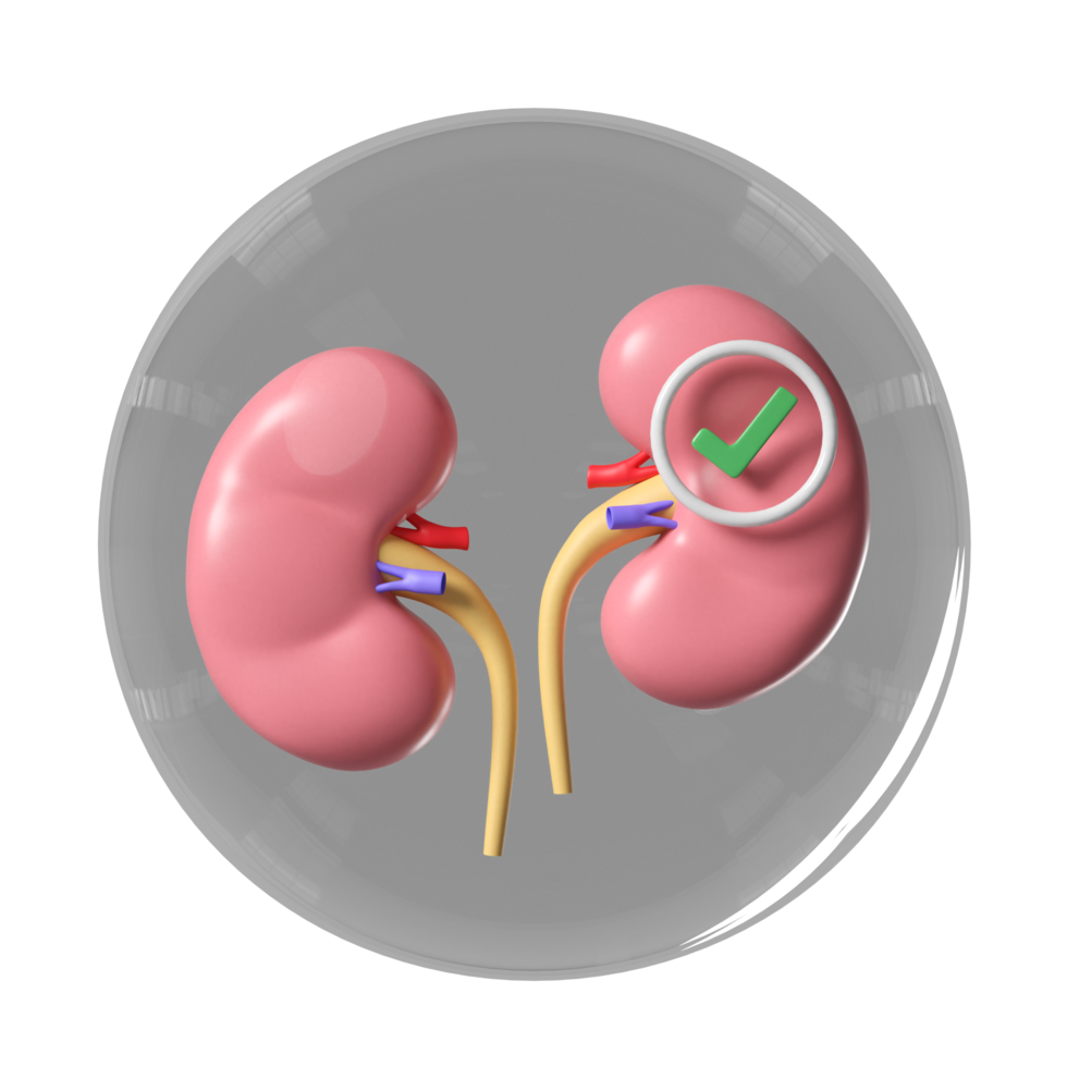 3d kidney human realistic in transparent glass ball with check mark isolated. health love, world kidney day concept, 3d illustration render png