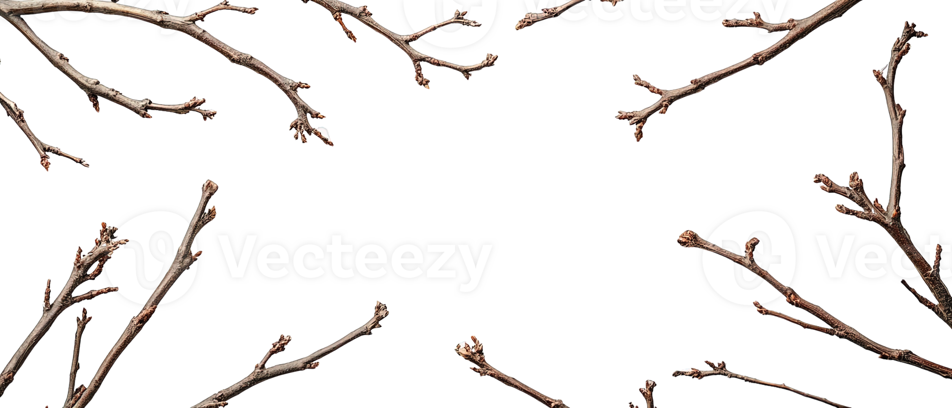 Flat Lay of Dried Tree Twigs and Budding Branches Arranged as a Natural Frame on a Transparent Background png