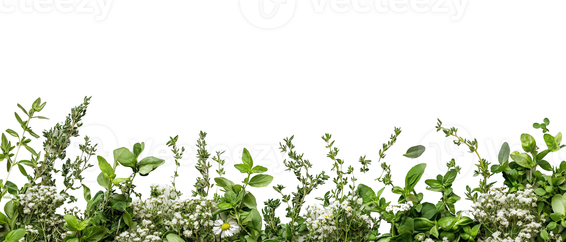 Flat Lay Composition of Fresh Culinary Herbs and Wildflowers Isolated on Transparent Background png