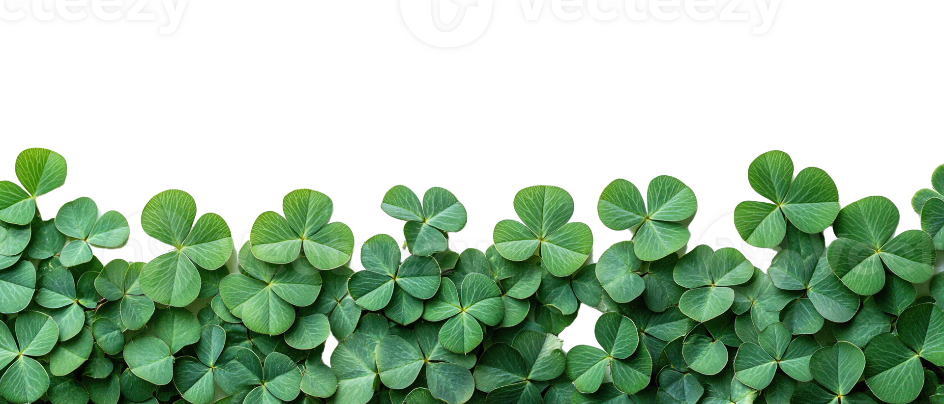 Fresh Green Clover Leaves Border Isolated on Transparent Background png