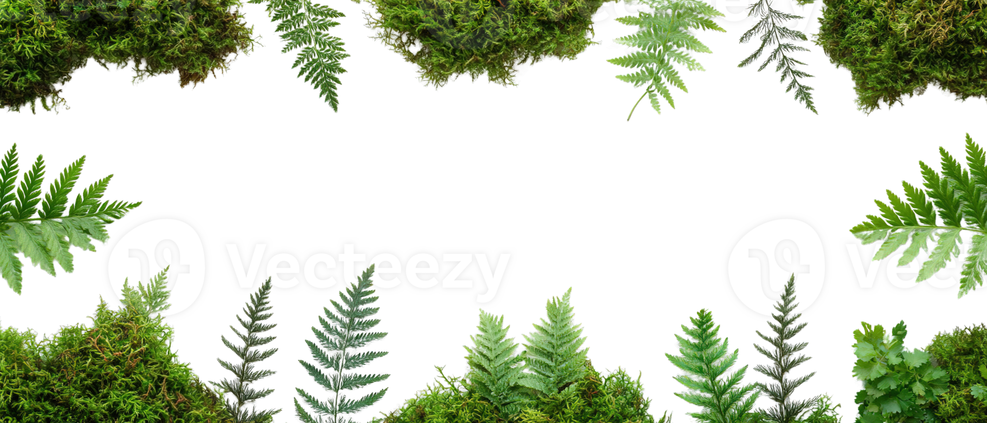 Flat Lay Composition of Vibrant Green Fern Fronds and Moss Patches Arranged on a Transparent Background png