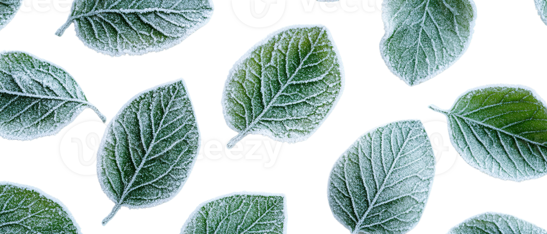 Flat Lay of Frost-Covered Green Leaves Isolated on a Transparent Background png
