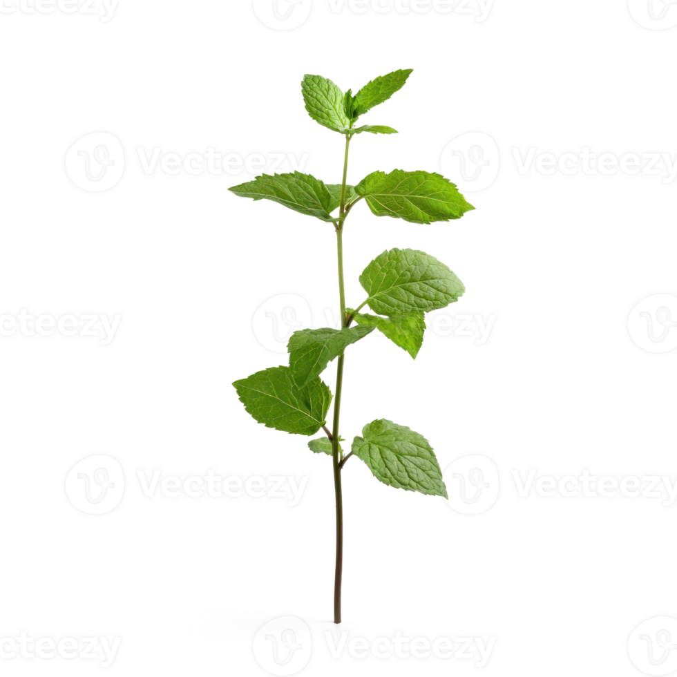 a plant with leaves on it, ,on a transparent background png