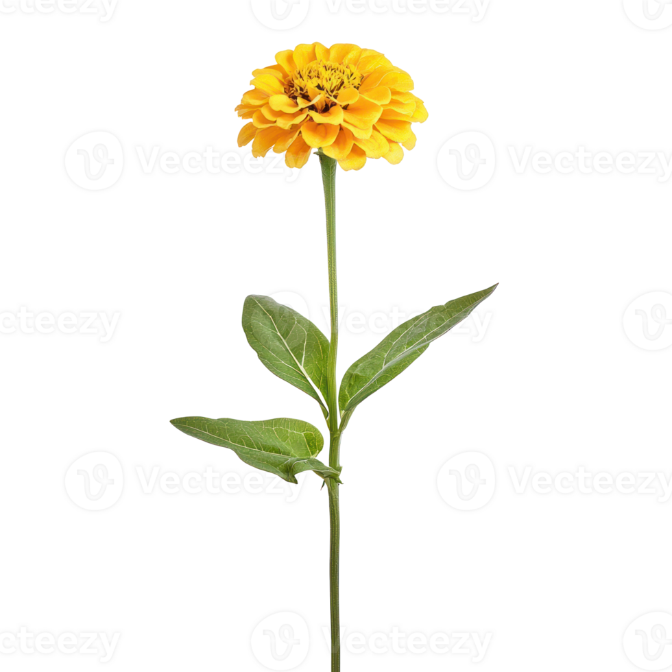 yellow flower on a stem with leaves on it png