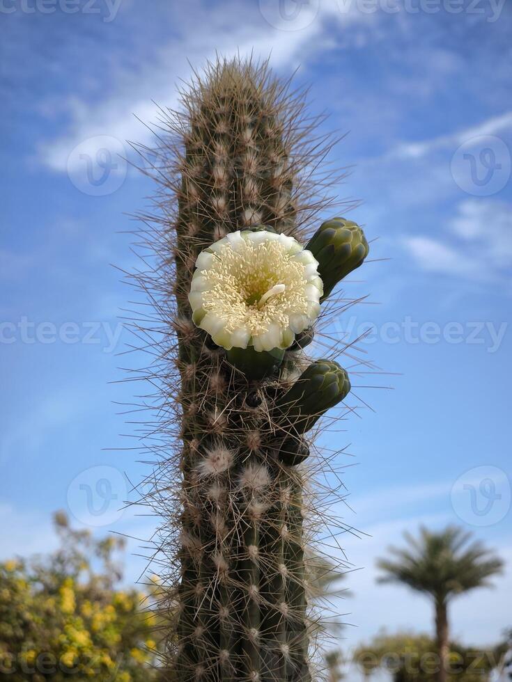 Blooming cactus with large yellow flower against blue sky photo