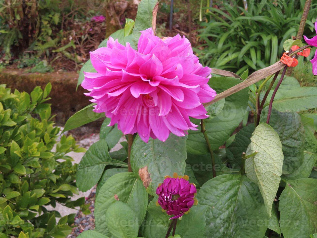 Vibrant Pink Dahlia in a Garden photo