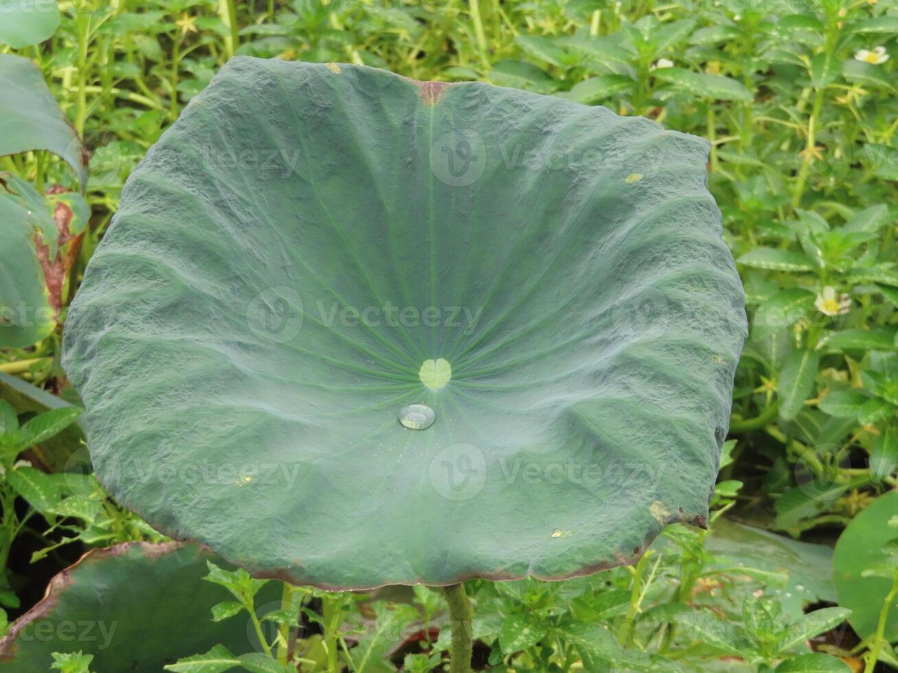 Close-Up of Lotus Leaf with Water Droplet photo