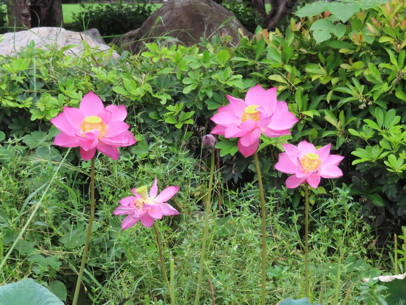 Four Blooming Pink Lotus Flowers in a Garden photo