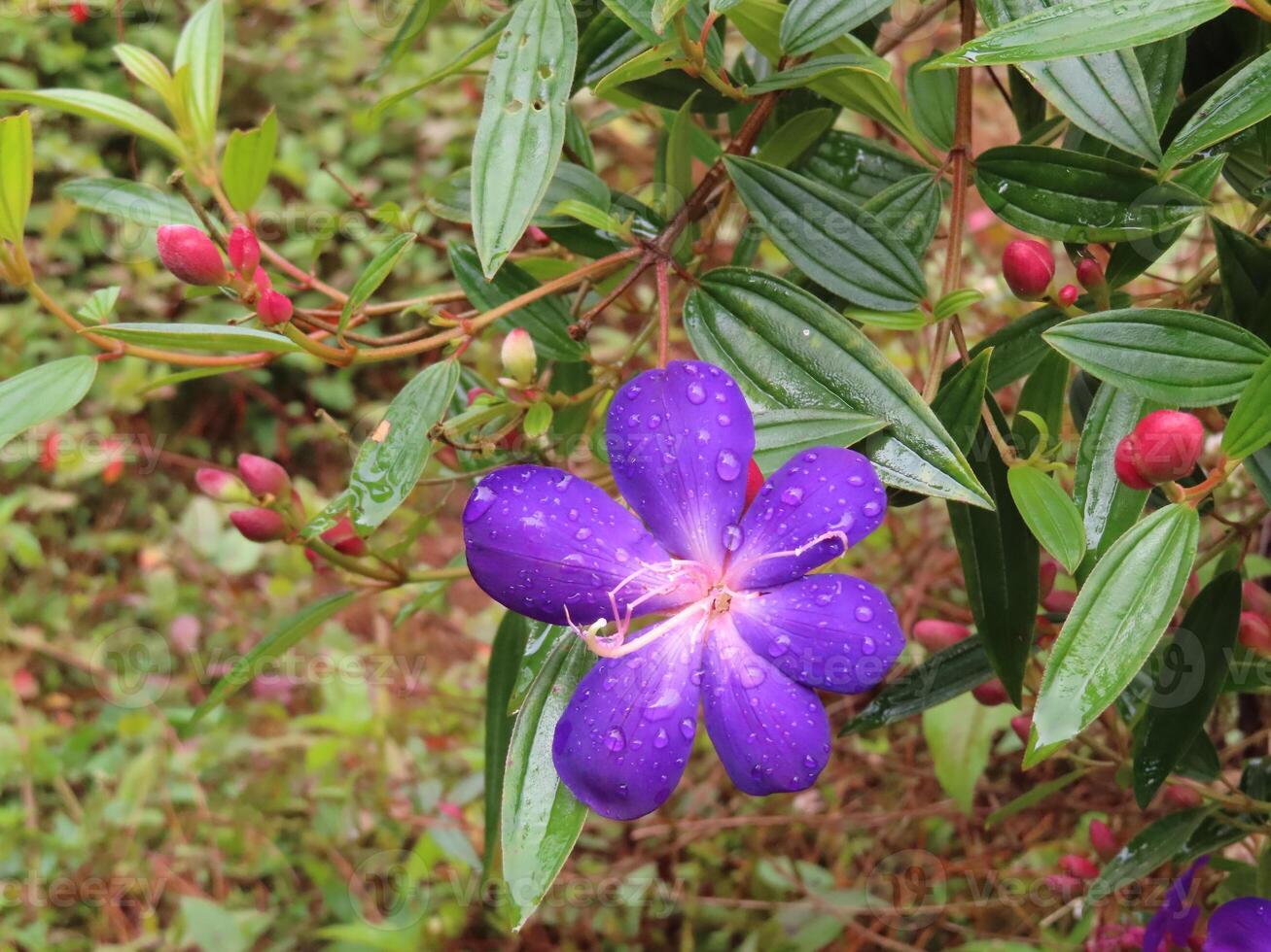 Close-Up of Common Melastoma with Raindrops photo