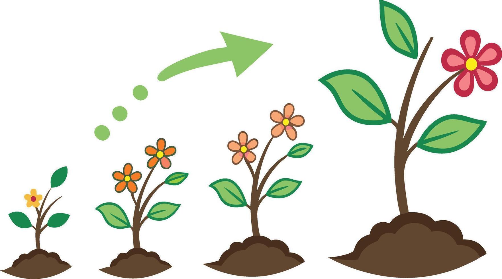 A cartoon illustration of a plant growing from seed vector