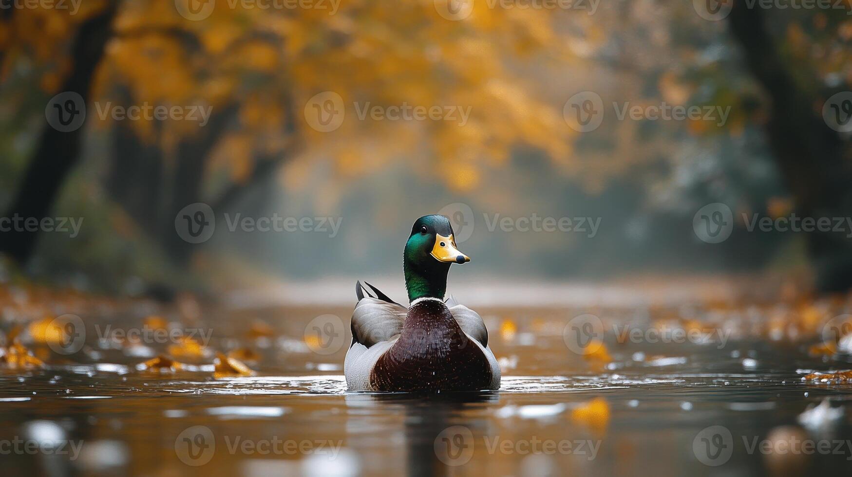 Mallard duck swimming autumn river, leaves background, nature scene photo