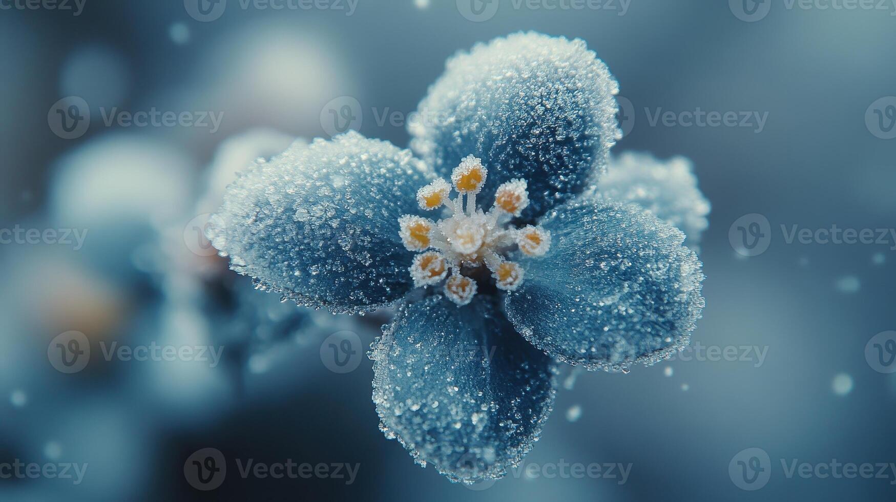 Frosty flower macro, garden bokeh, winter bloom, nature background, desktop wallpaper photo