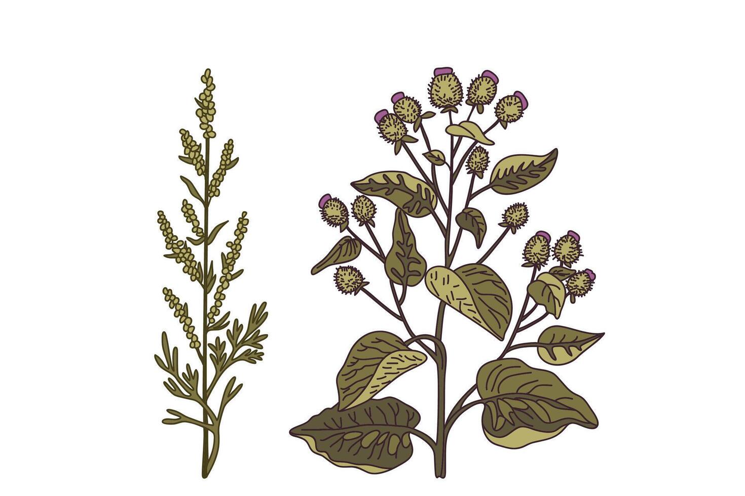 Botanical medicinal plants isolated on white background. Hand drawn colorful plants with stems, leaves, flowers, fruits illustration. Graphic design elements for Traditional medicine Print Card vector