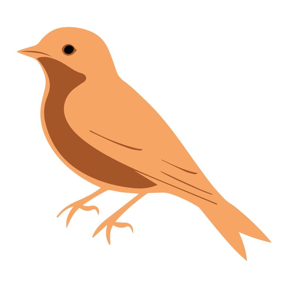 a bird is standing on a white background vector
