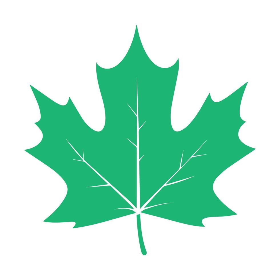 green maple leaf on a white background vector