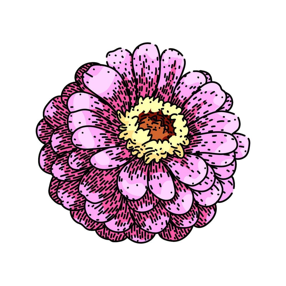 garden zinnia sketch drawn vector