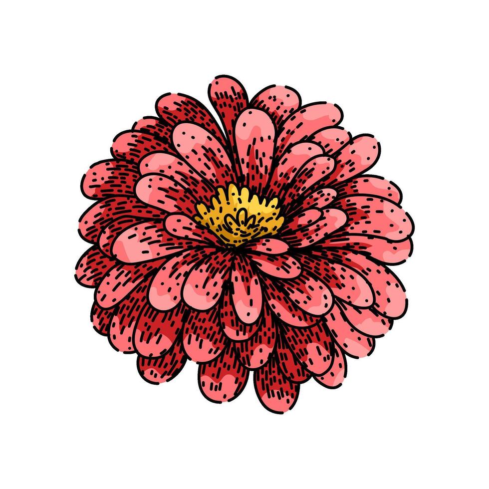 colorful zinnia sketch drawn vector