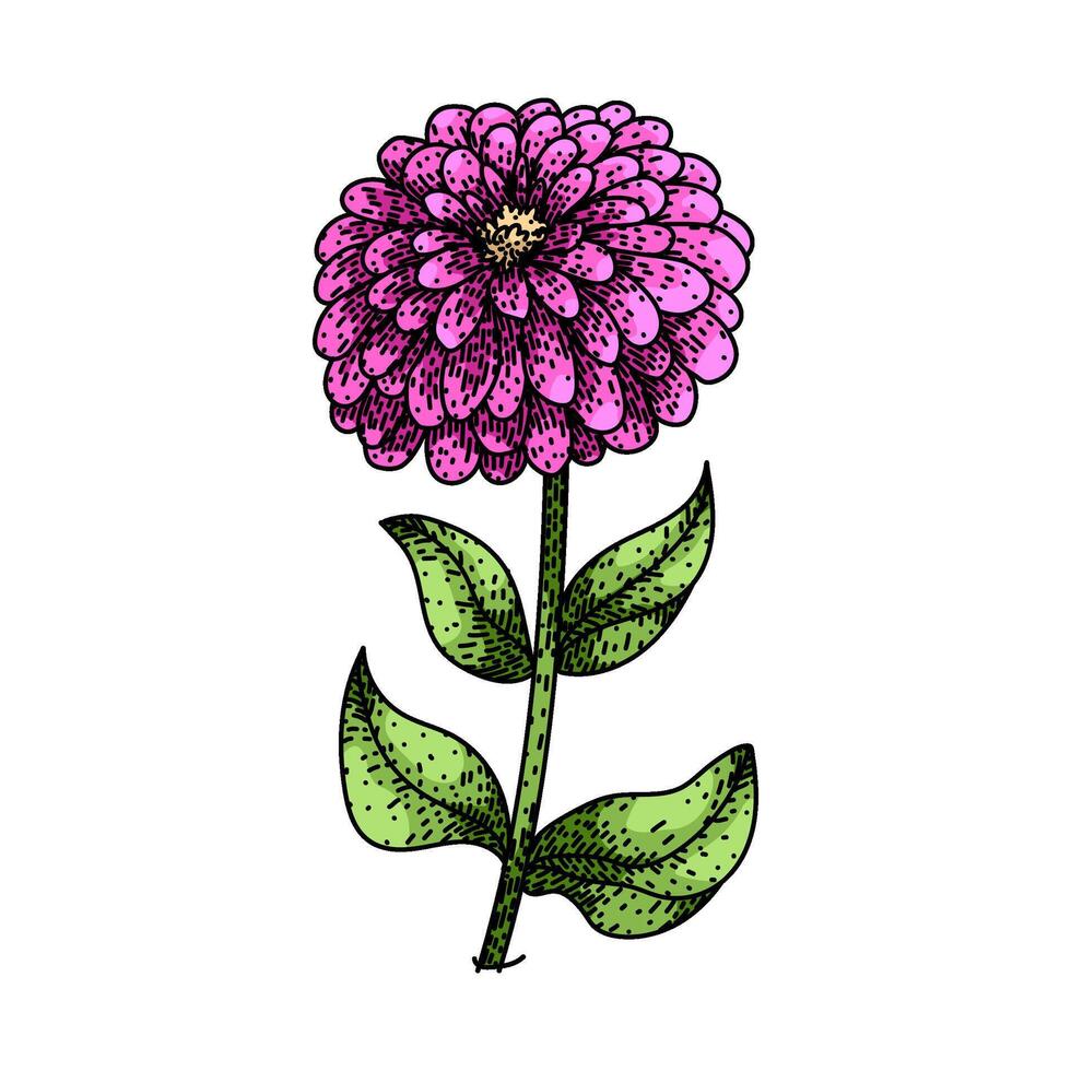 bloom zinnia sketch hand drawn vector