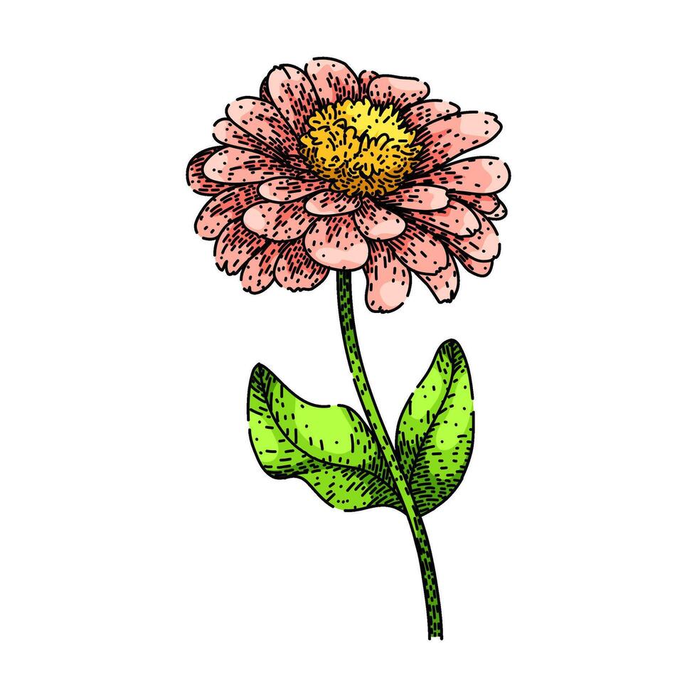 annual zinnia sketch hand drawn vintage vector