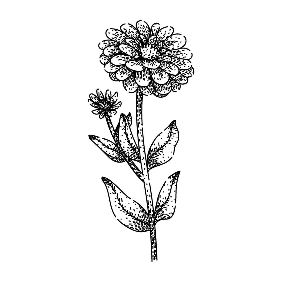 flower zinnia sketch drawn vector