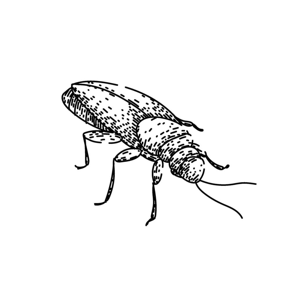 insect cockroach sketch hand drawn vintage style vector