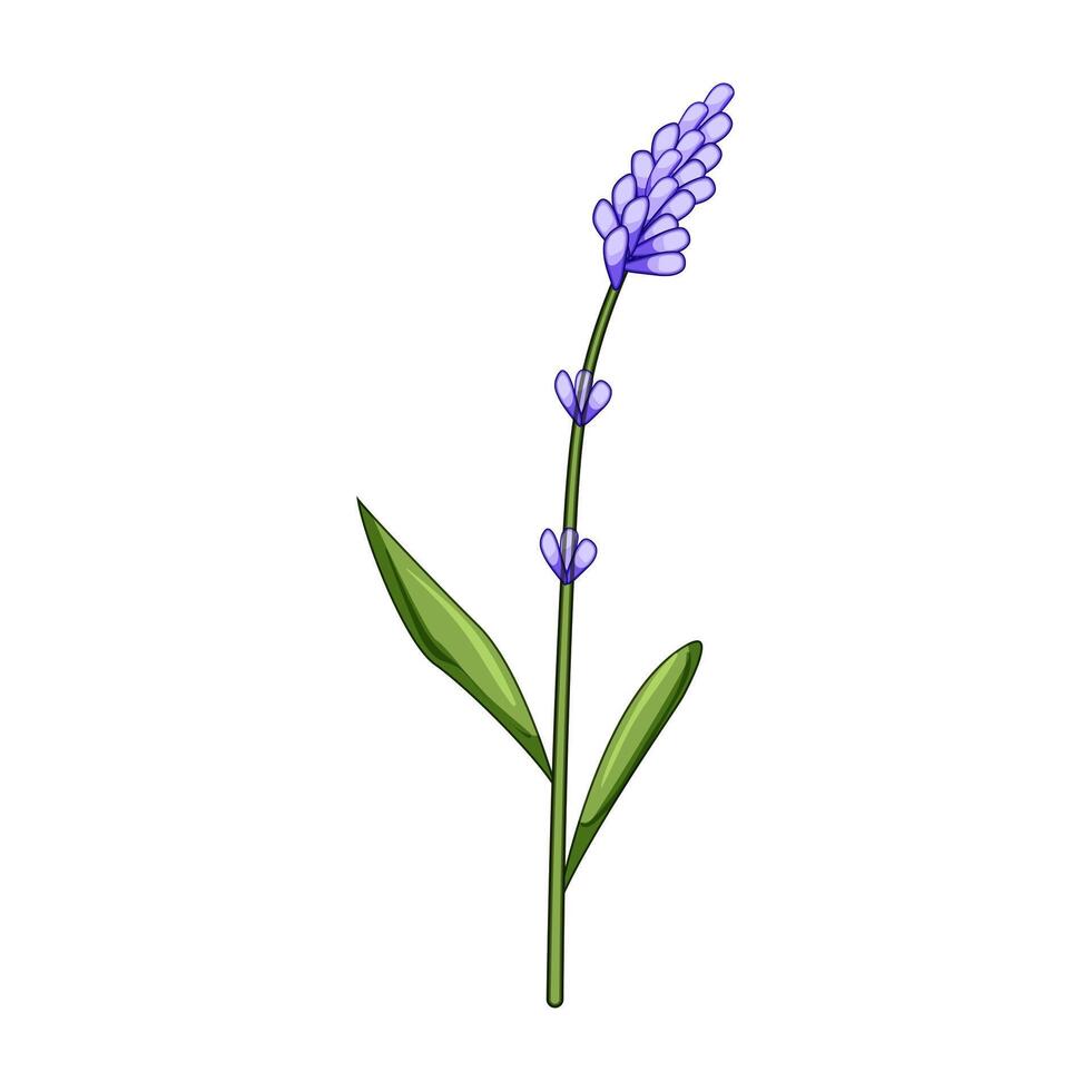 rainbow lavender cartoon illustration vector