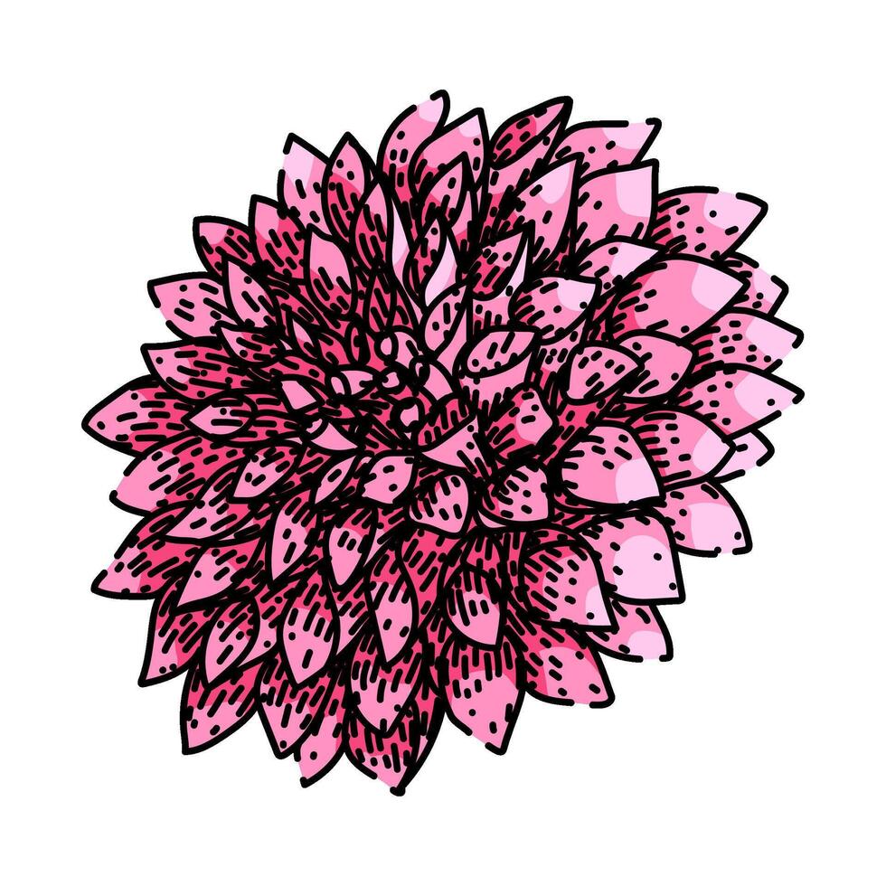 garden dahlia sketch vintage drawn vector