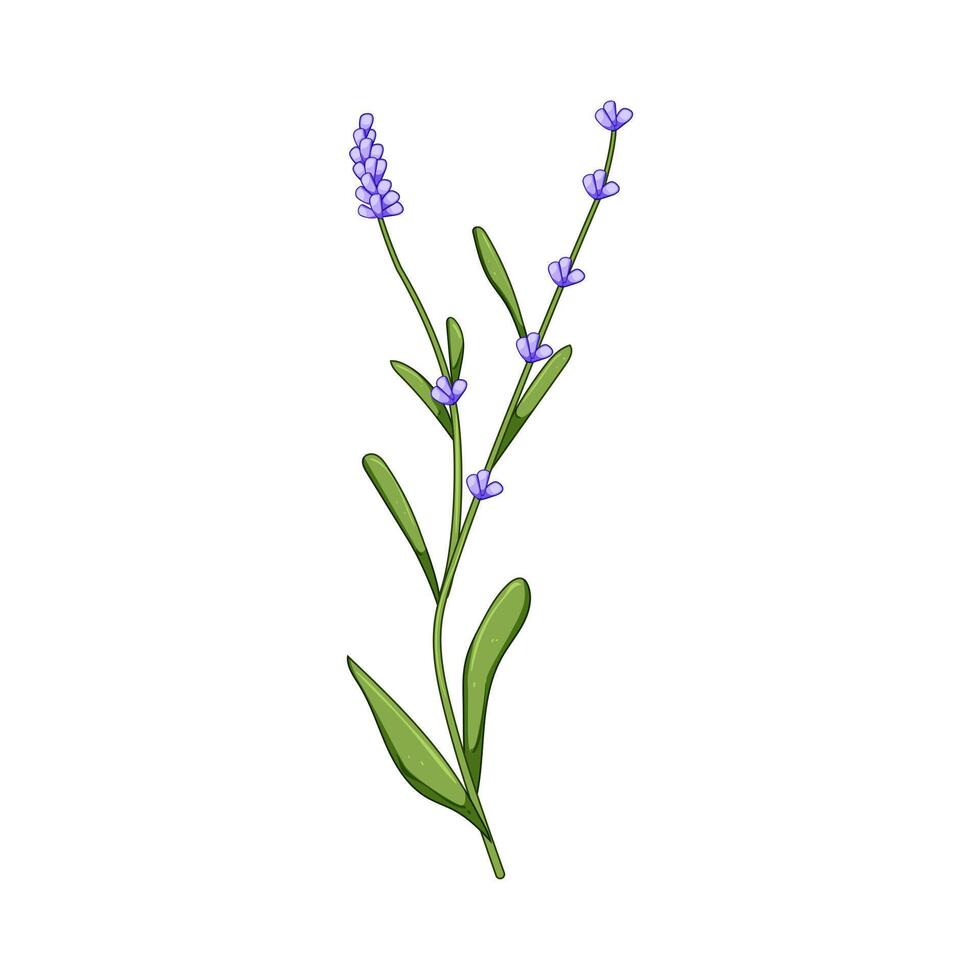 charm lavender cartoon illustration vector