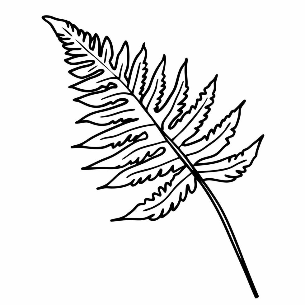 illustration of a simple fern leaf outline, elegant botanical art with detailed frond structure vector