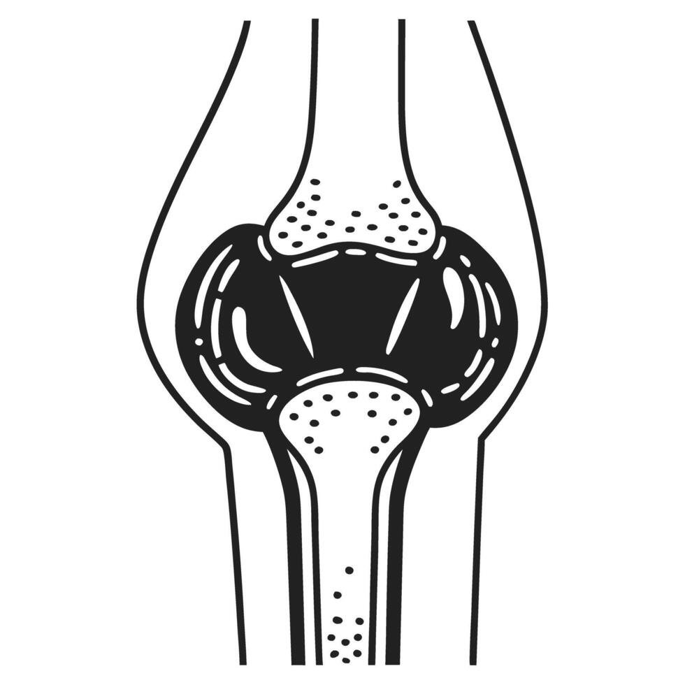 anatomical diagram of human knee joint bone structure and cartilage detail medical illustration for healthcare and anatomy study vector