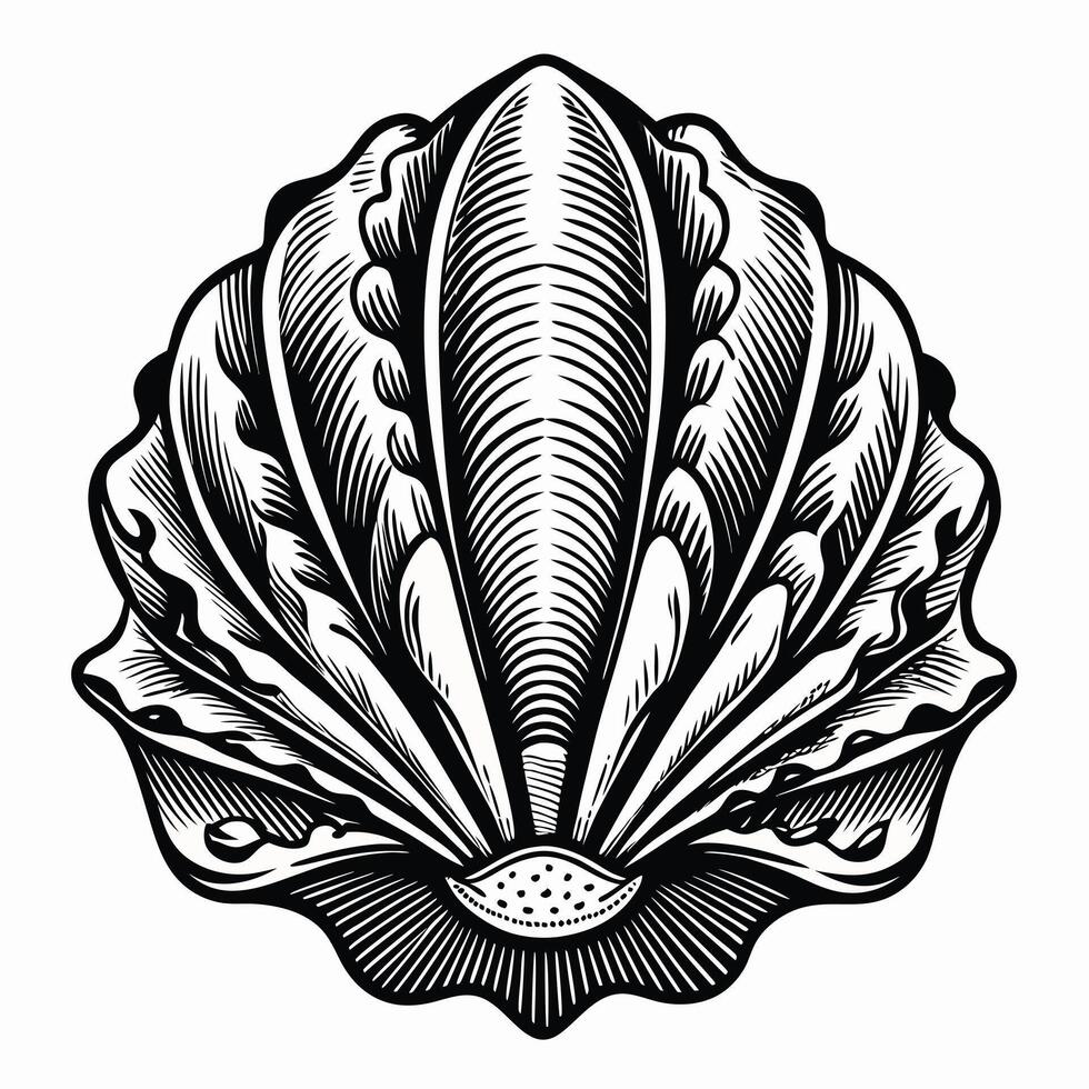 Intricate Shell Illustration Detailed Black and White Seashell Design vector