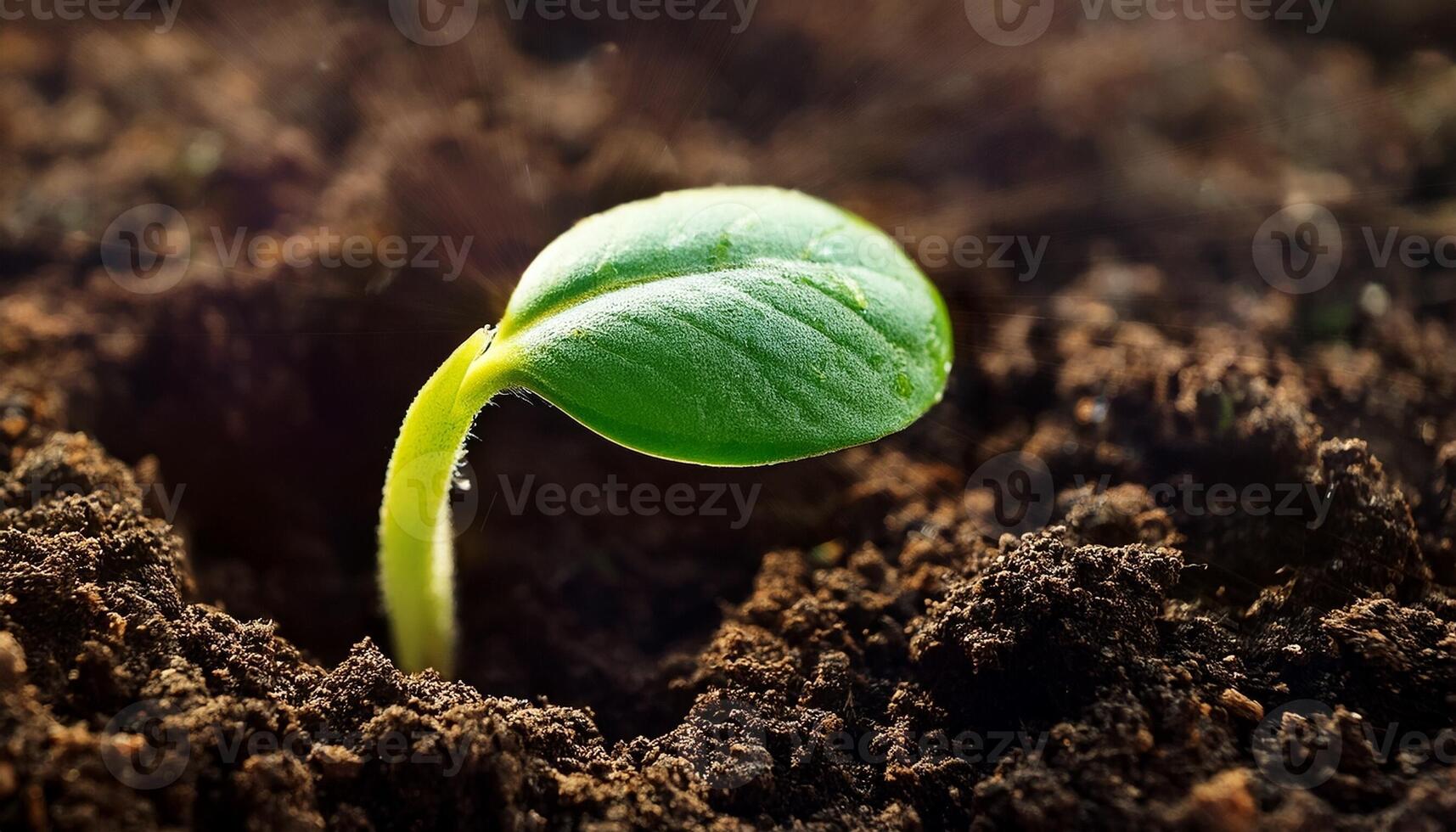 Young Green Plant Emerging From Dark Soil in a Garden During Springtime Sunlight photo