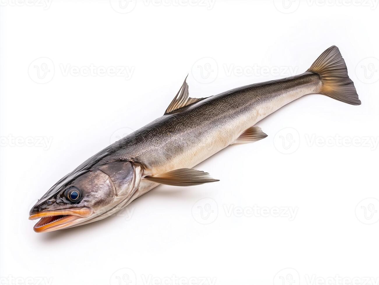Fish With Elongated Body and Distinctive Features Rest on Plain Background Ready for Culinary Preparation photo