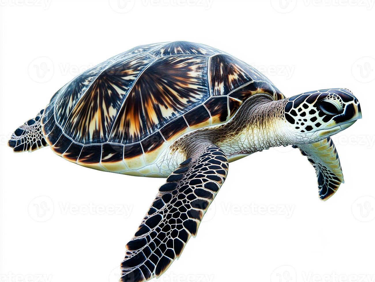 Green Sea Turtle Swimming Gracefully in Clear Waters, Showcasing Its Unique Shell Patterns photo
