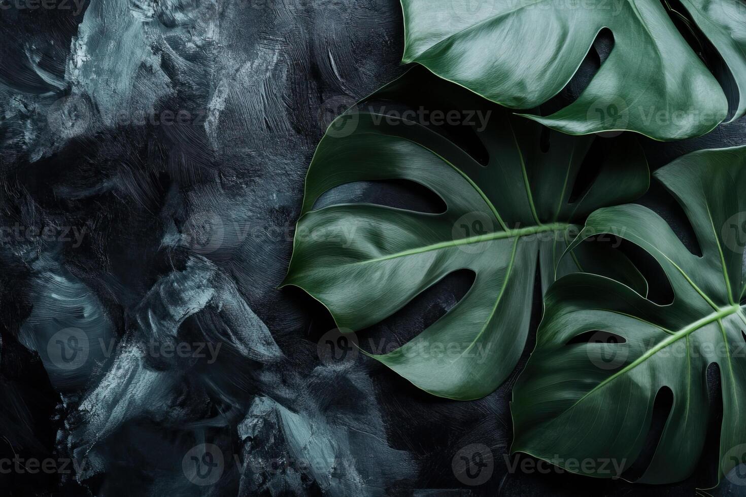 Lush Monstera Leaves Dark Background Texture photo