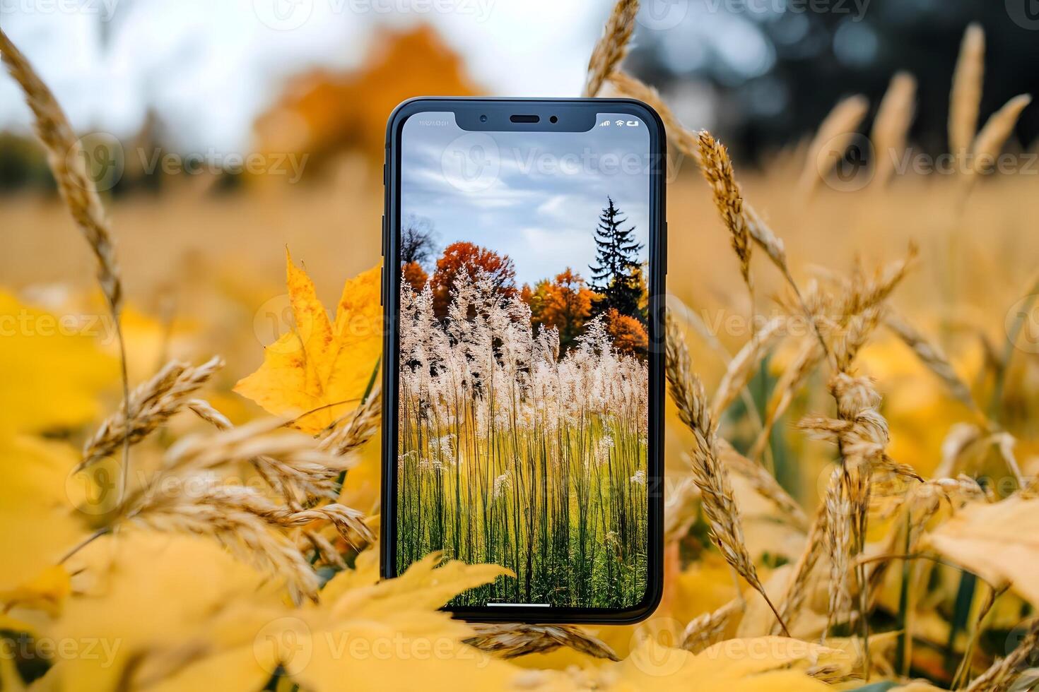 Autumn field phone nature screen landscape photography photo