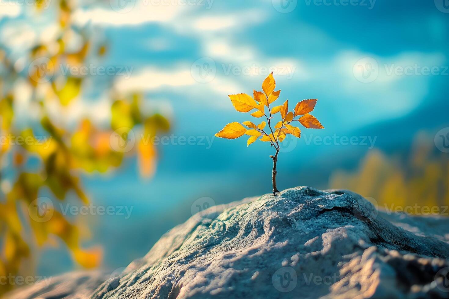 Autumn sprout on clifftop, mountain view photo