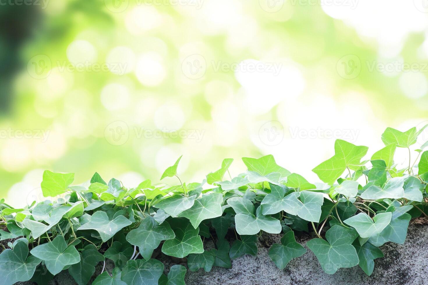 Lush ivy wall, sunny garden, bokeh background, nature banner photo