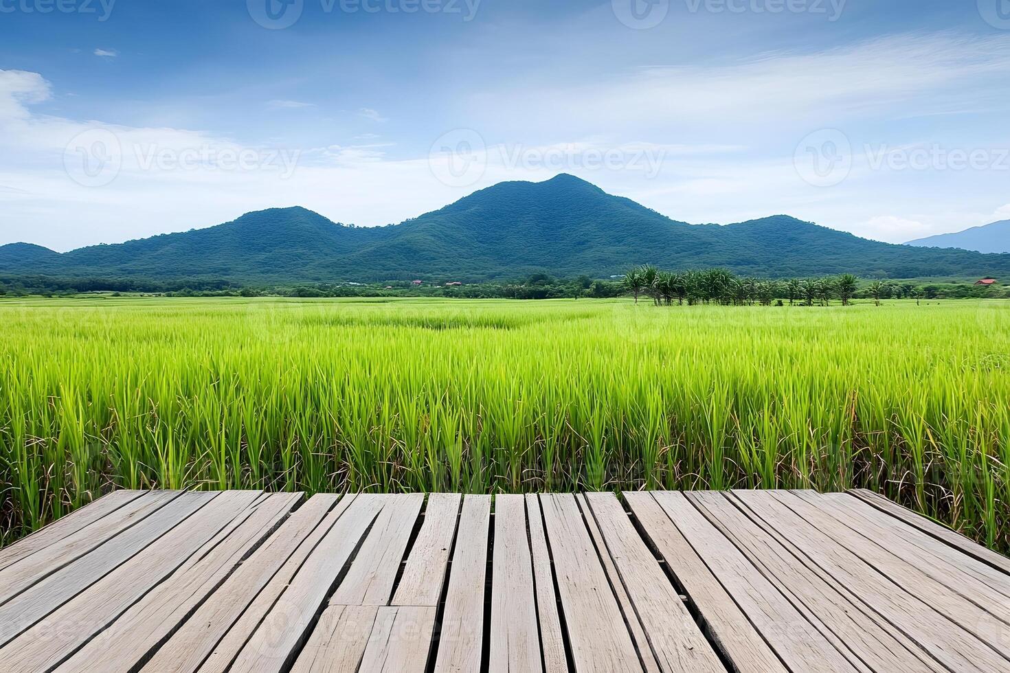Wooden path, rice field, mountains, blue sky, nature photo