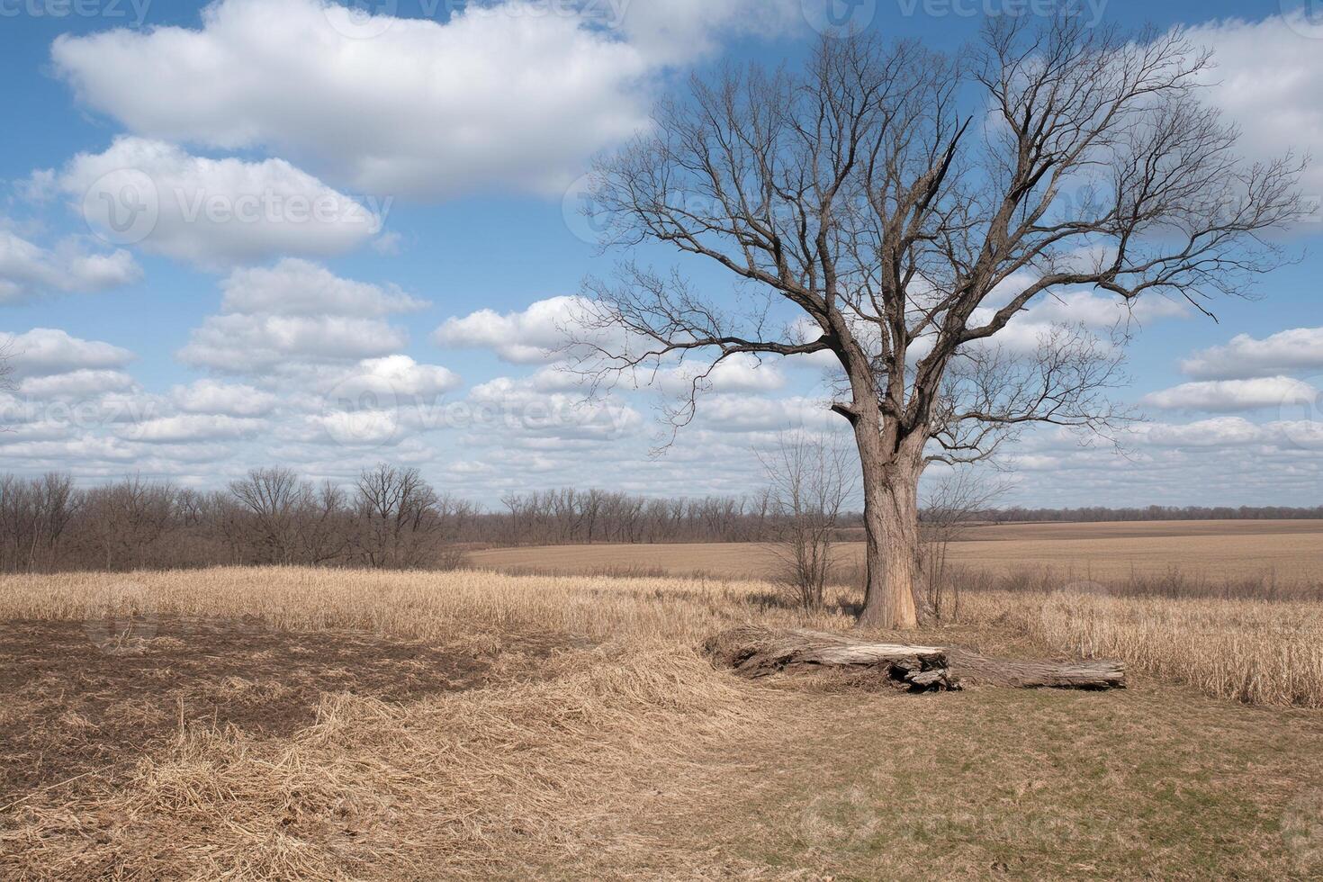 A barren tree stands in a field under a cloudy sky. photo