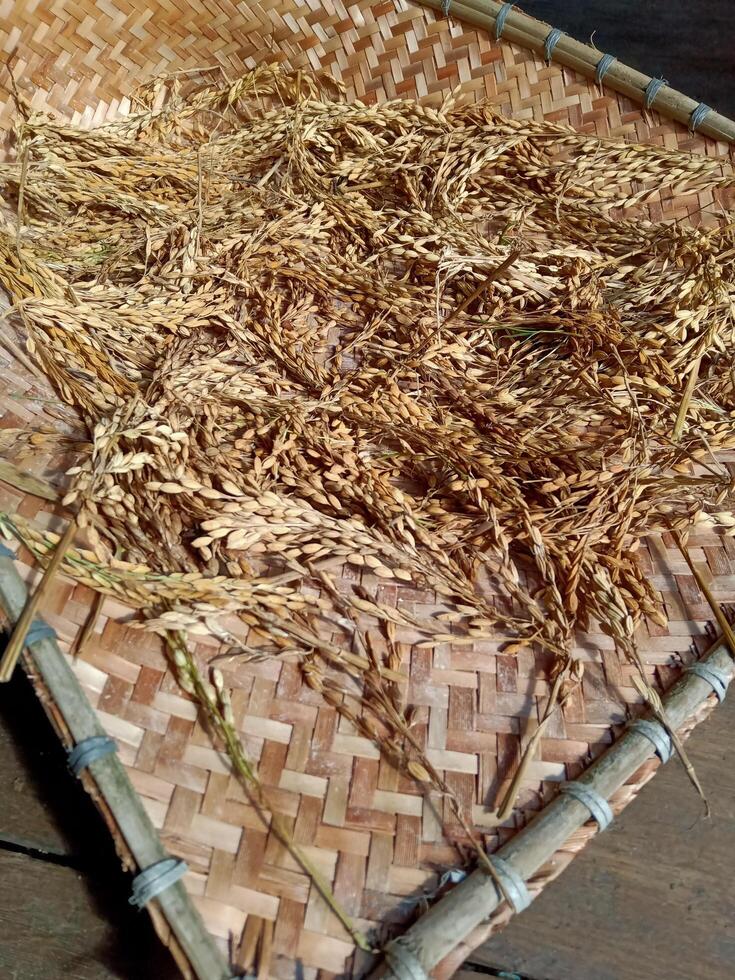 Newly Harvested Rice Grain photo