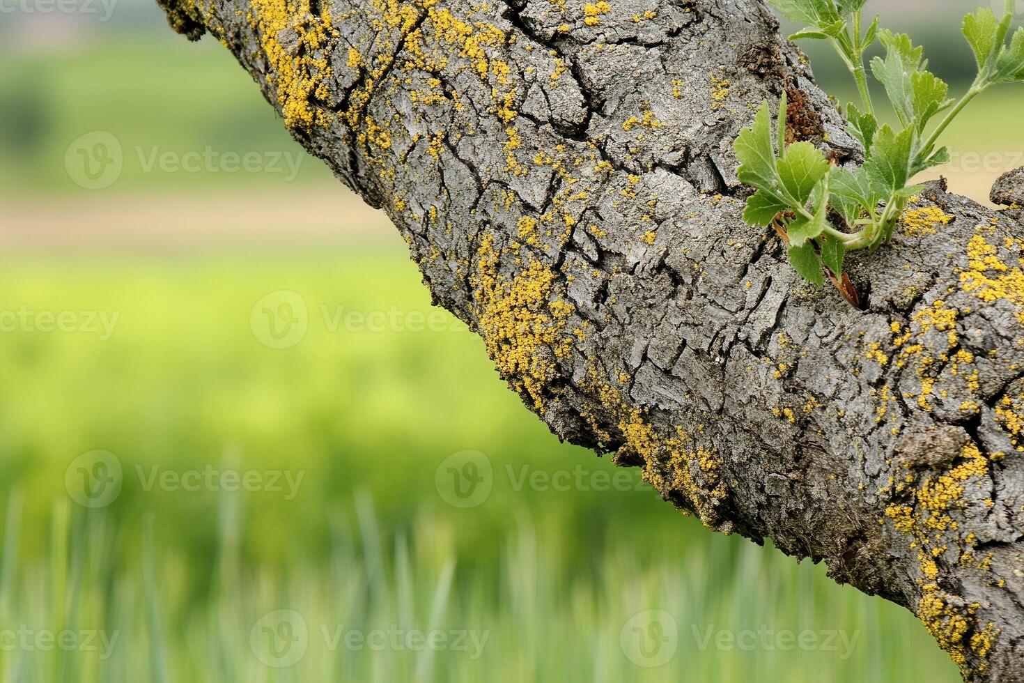 Close-up of textured tree bark with vibrant background. photo
