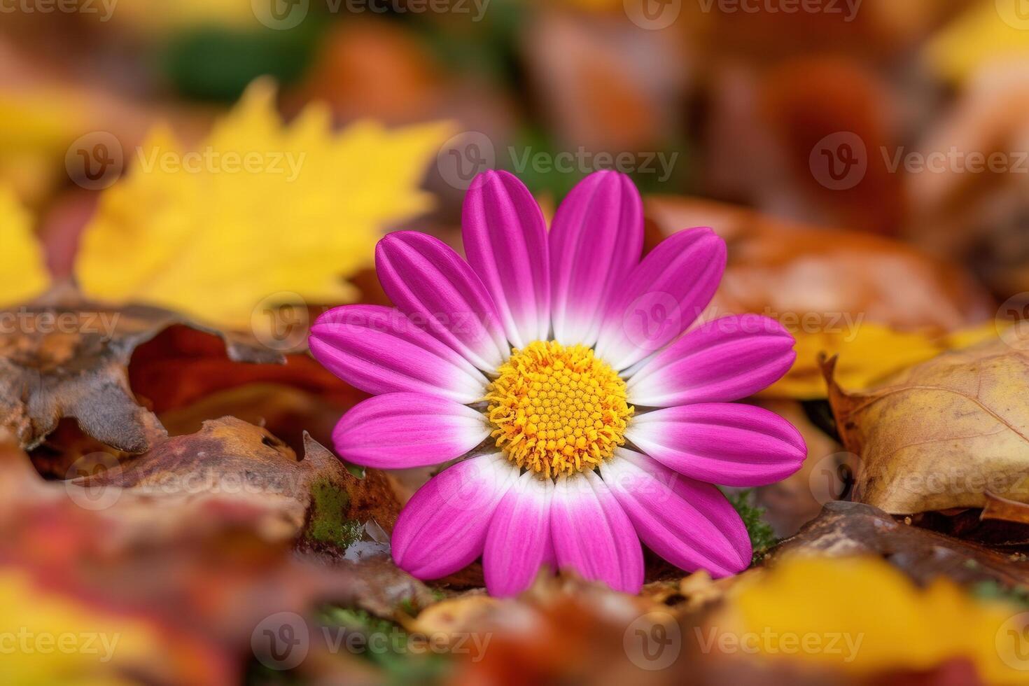 Pink flower amidst autumn leaves. photo