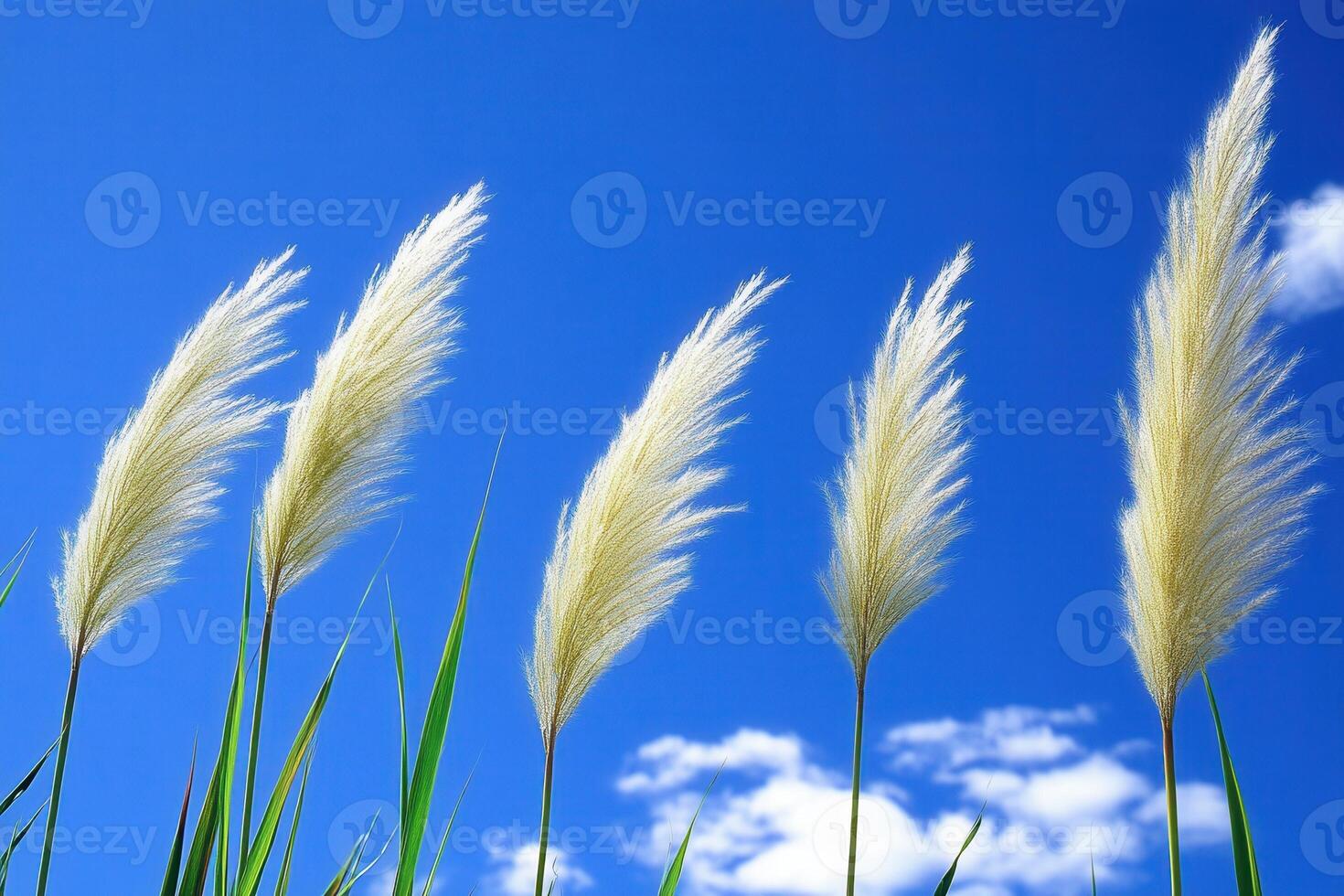 Pampas grass swaying against a blue sky with clouds. photo
