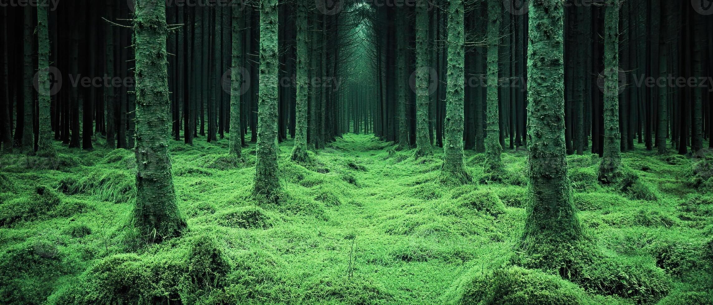 Mossy forest path, trees, sunlight, nature photo