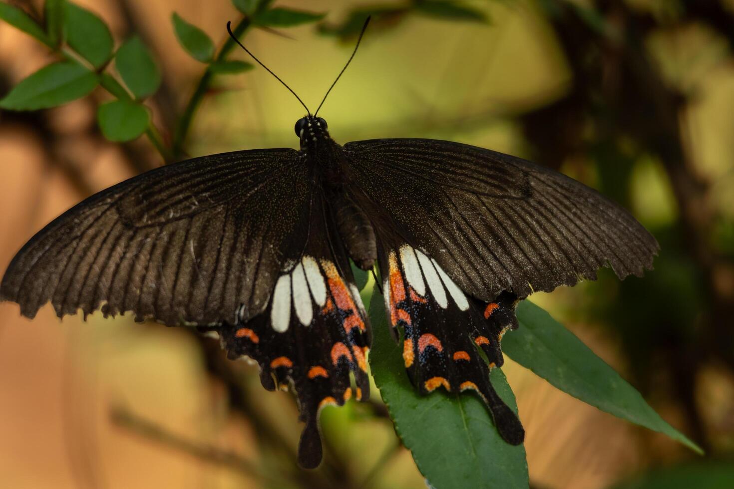 Closeup shot of a papilio polytes butterfly resting on a green leaf in their natural habitat. photo