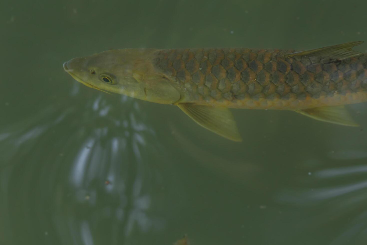 High angle view of a the endangered golden mahseer, tor putitora fish swimming in the natural pond clear water during the day in spring season. photo