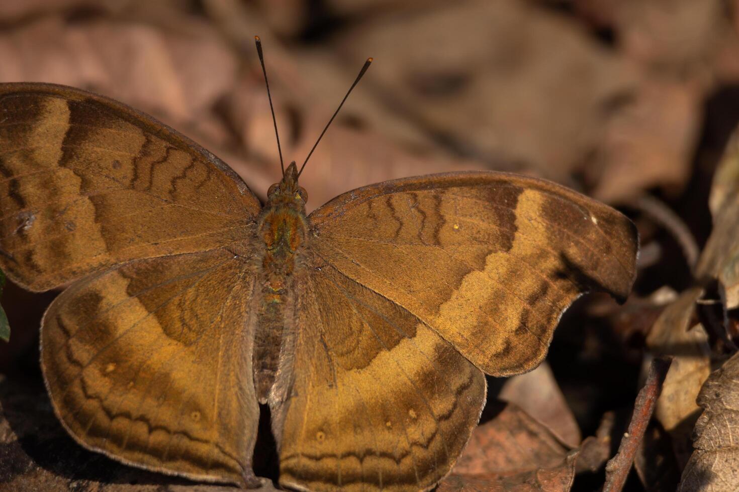 Closeup of a chocolate pansy butterfly spreading its wings on the ground in daytime in the forest. photo