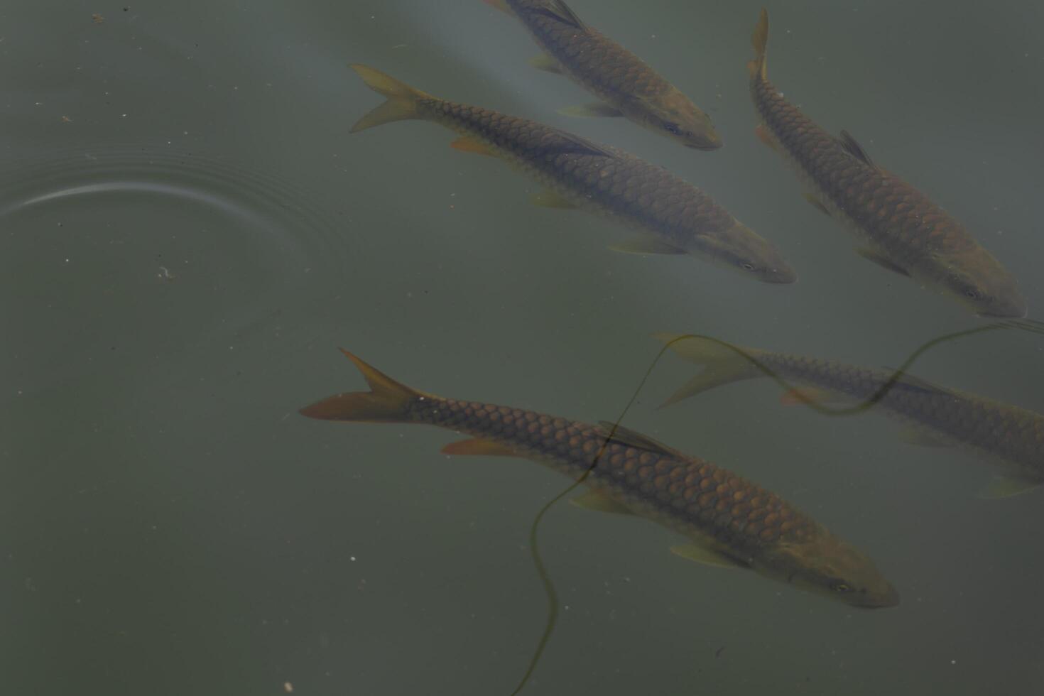 High angle view of a the endangered Tor putitora fishes swimming in the natural pond clear water during the day in spring season. photo